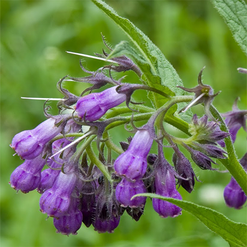 A close up of purple flowers.